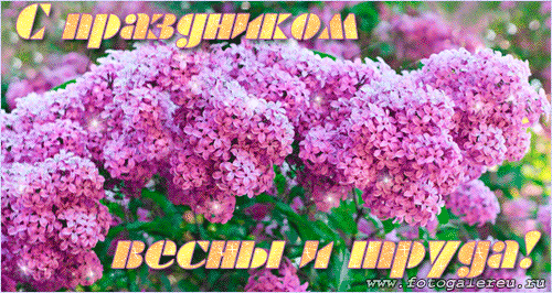 Картинка с цветущими ветками сирени с gif анимацией - открытка на праздник 1 Мая